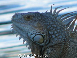 This guy was on the boardwalk by the canal. There are qui... by Andy Boundy 